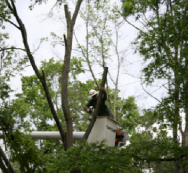 Danbury Tree Removal