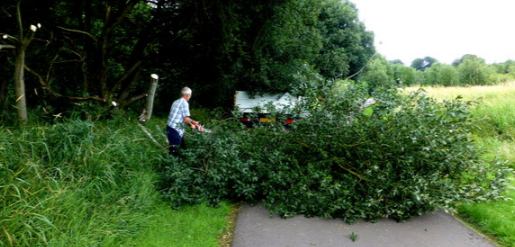 Tree Trimming Removal Service Danbury
